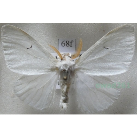 Arctornis l-nigrum (Müller, 1764) male Brudnica czarnelka Czech68f